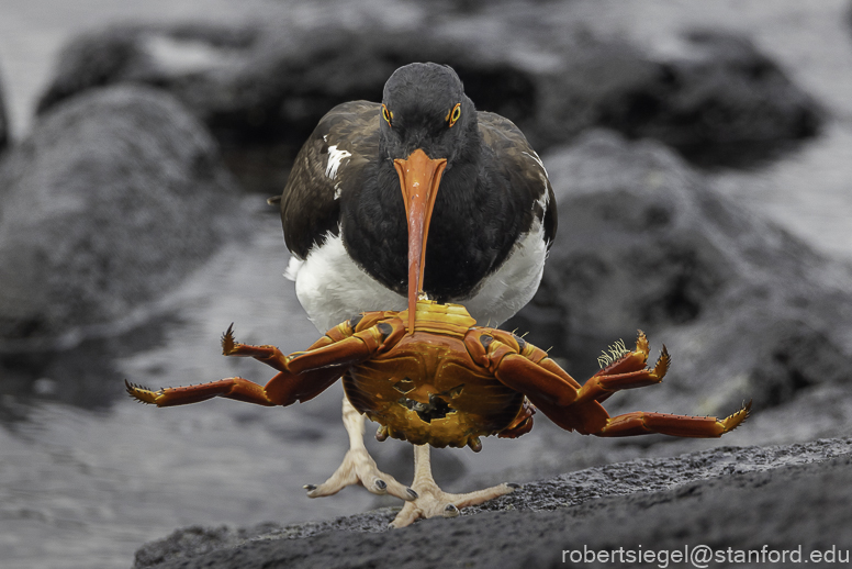 galapagos